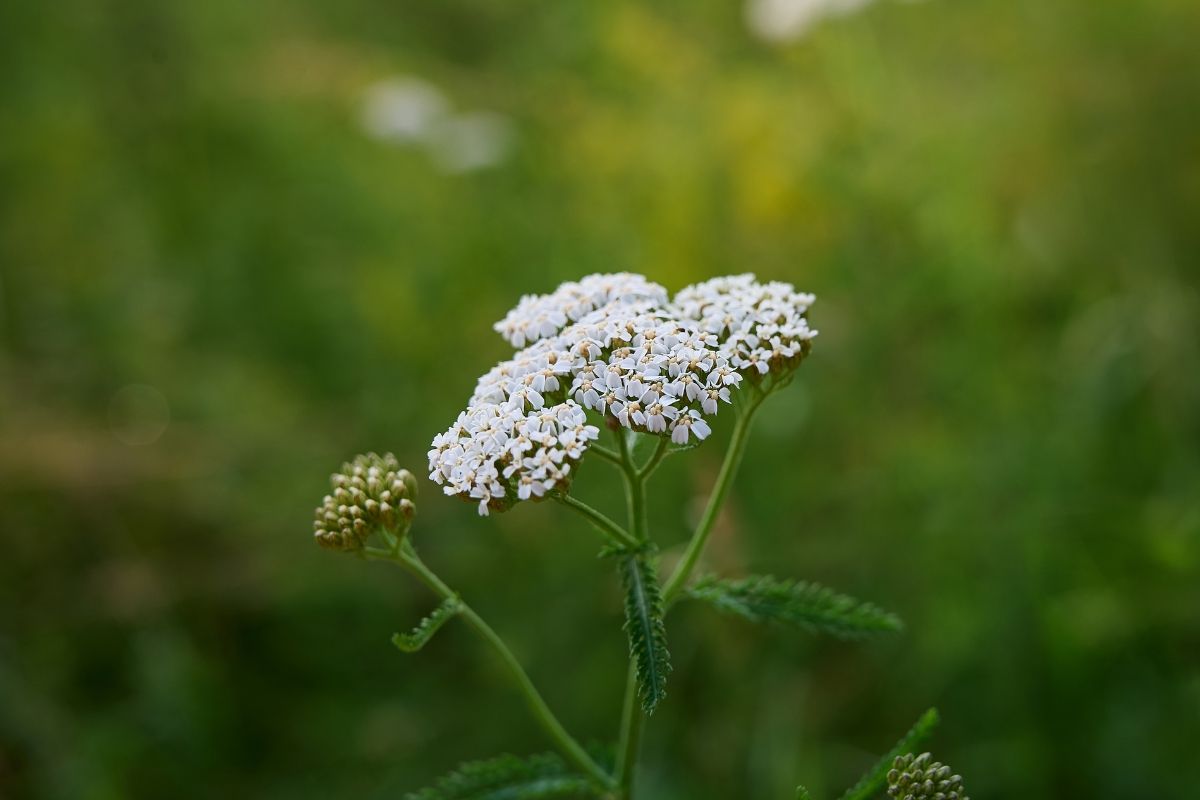 yarrow